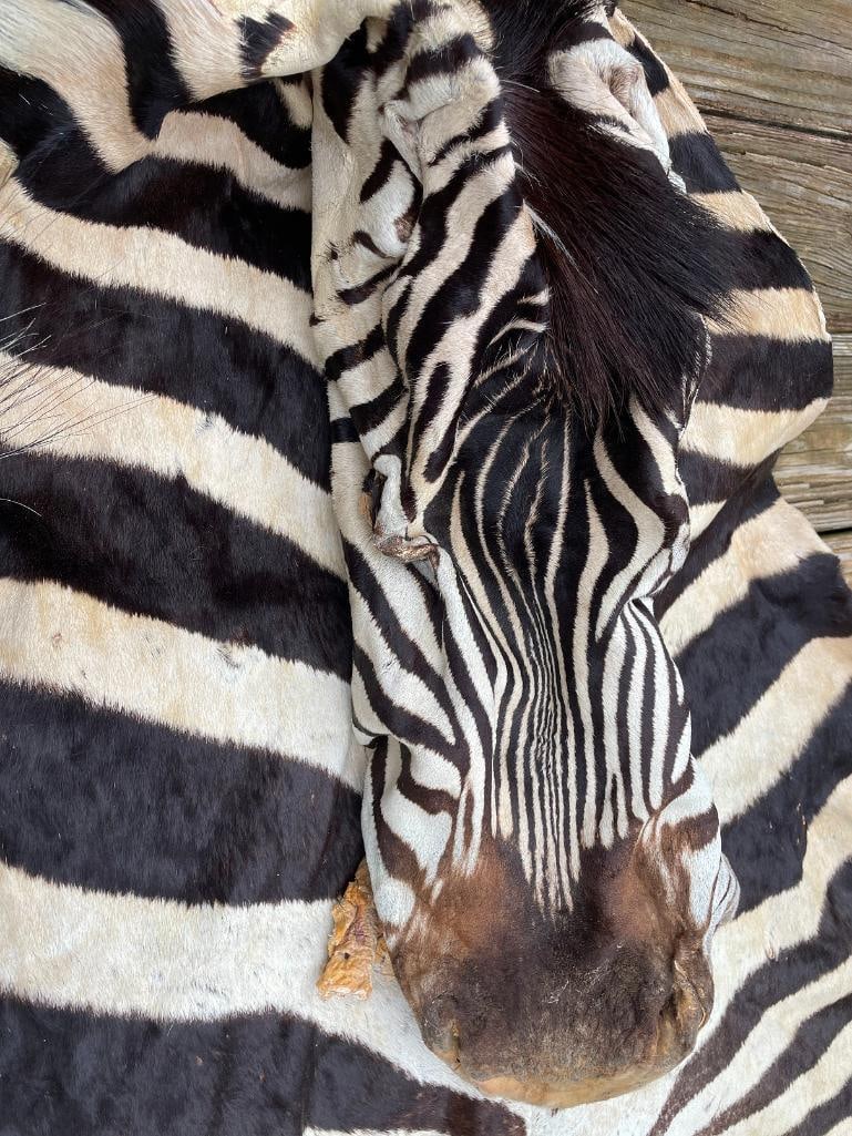 Beautiful, tanned ZEBRA Shoulder Cape for a Taxidermy Mount (1 of 6)