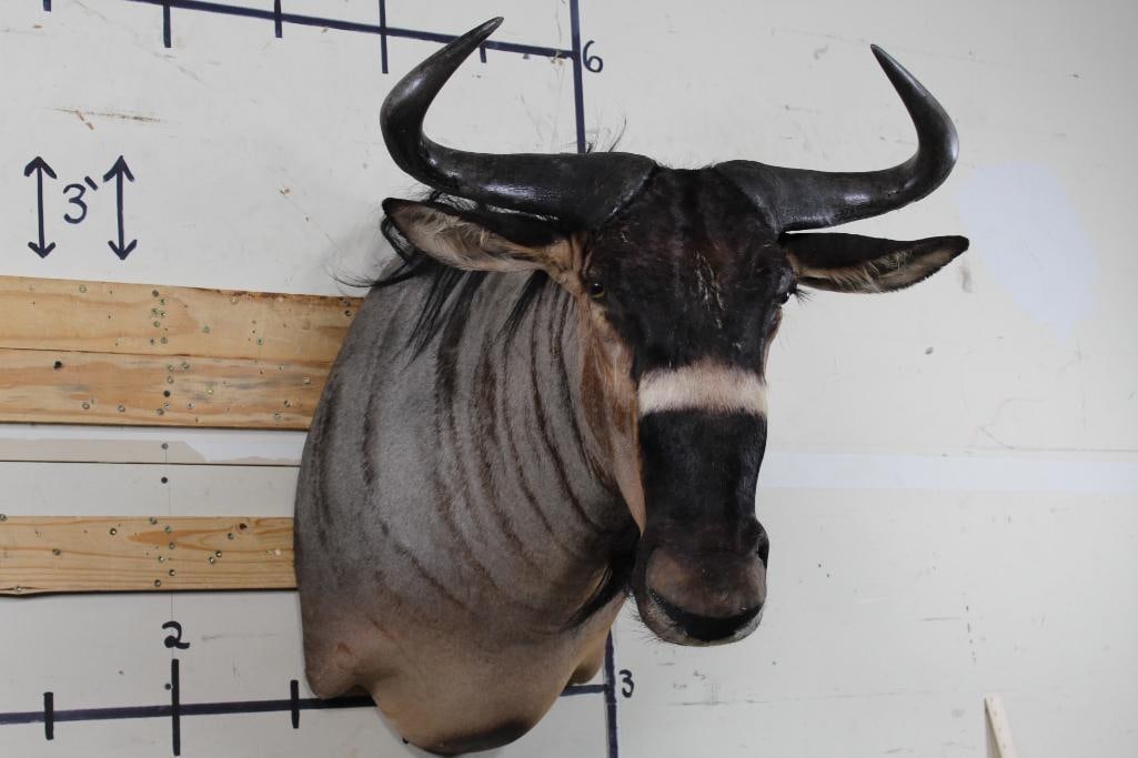 NYASA or JOHNSTON'S WILDEBEEST Shoulder Mount (1 of 11)