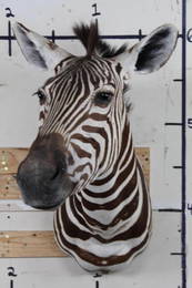Nice and Clean Zebra Shoulder Mount