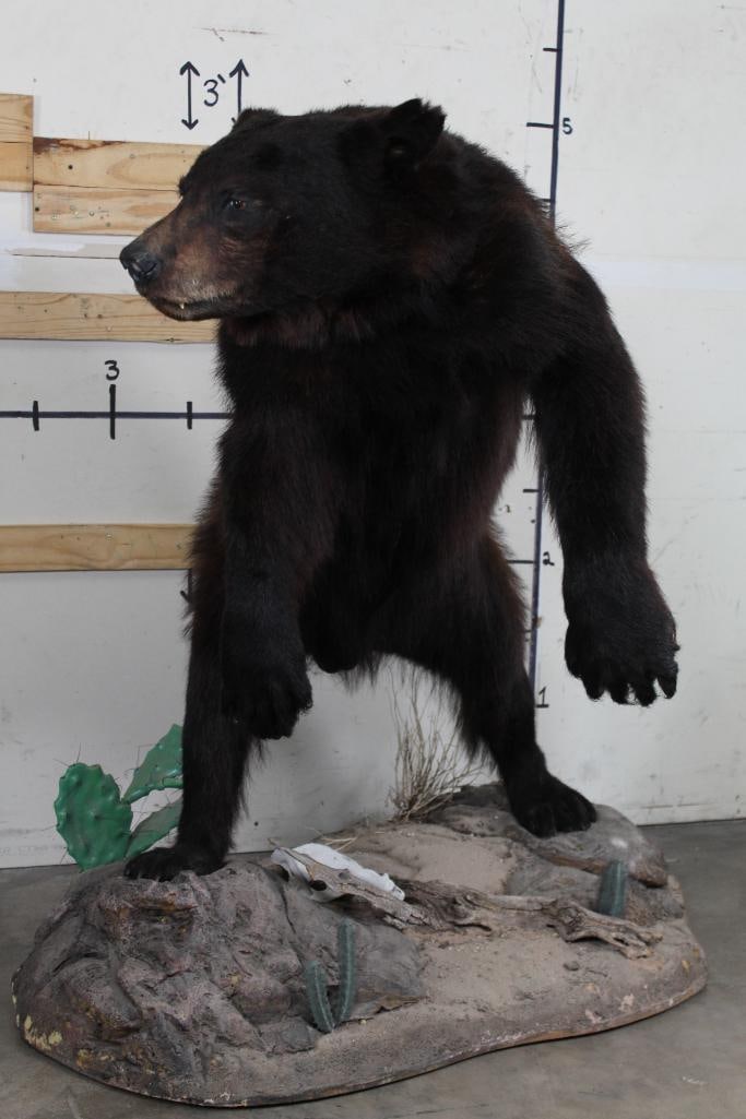 Life-sized BLACK BEAR on Rocky Desert Base with 1 JAVELINA Skull and Cacti (1 of 15)