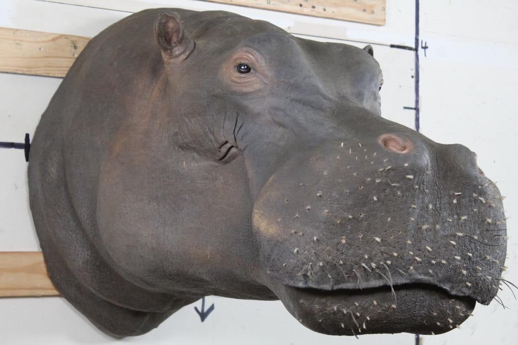 Real Skin HIPPOPOTAMUS Shoulder Mount (1 of 10)