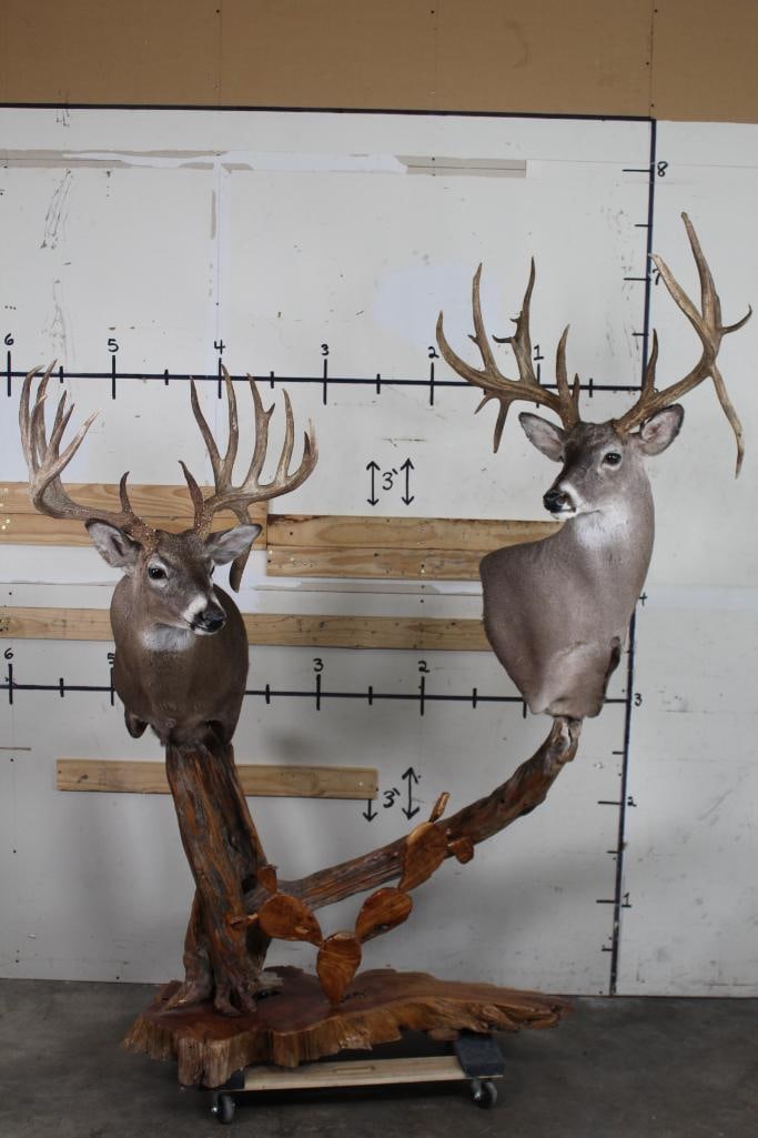 2 Very Impressive WHITETAIL BUCKS on Custom Teakwood Slab Base (1 of 14)