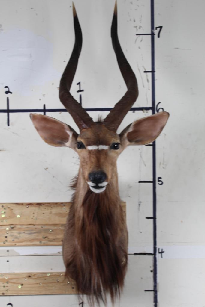 Very Nice and BIG NYALA Shoulder Mount (1 of 10)