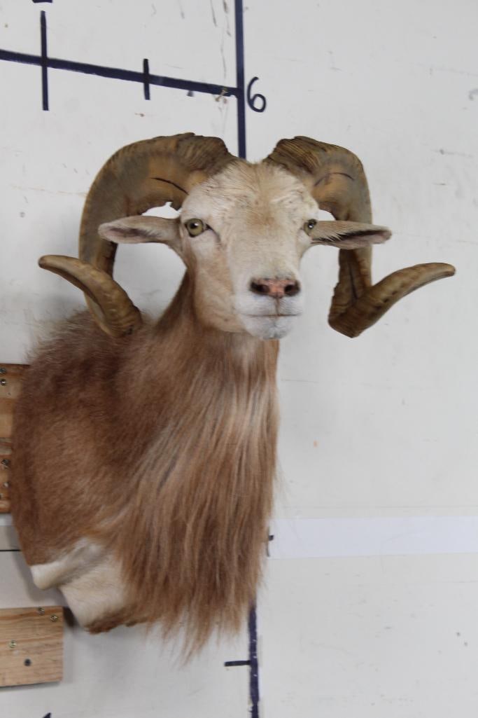SAND SHEEP Ram Shoulder Mount (1 of 11)