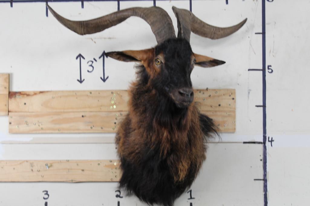 CATALINA GOAT Shoulder Mount (1 of 12)