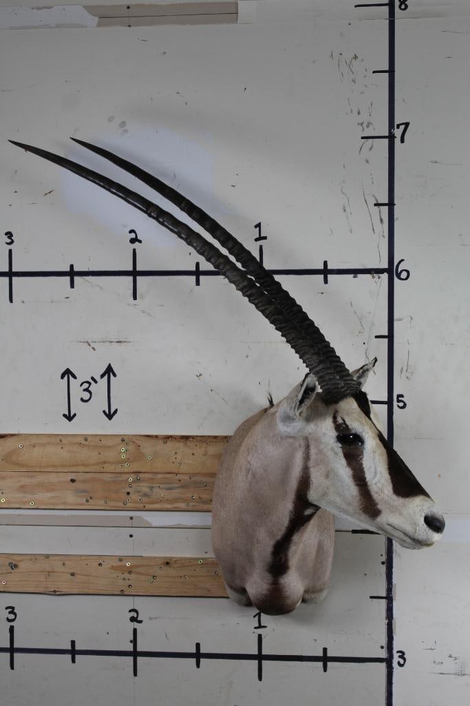 *Texas Residents Only*. BEISA ORYX Shoulder Mount (1 of 12)