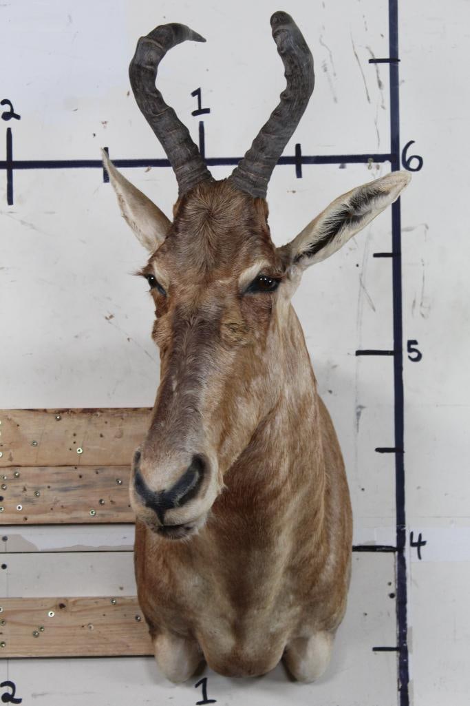 Nice HARTEBEEST Shoulder Mount (1 of 10)