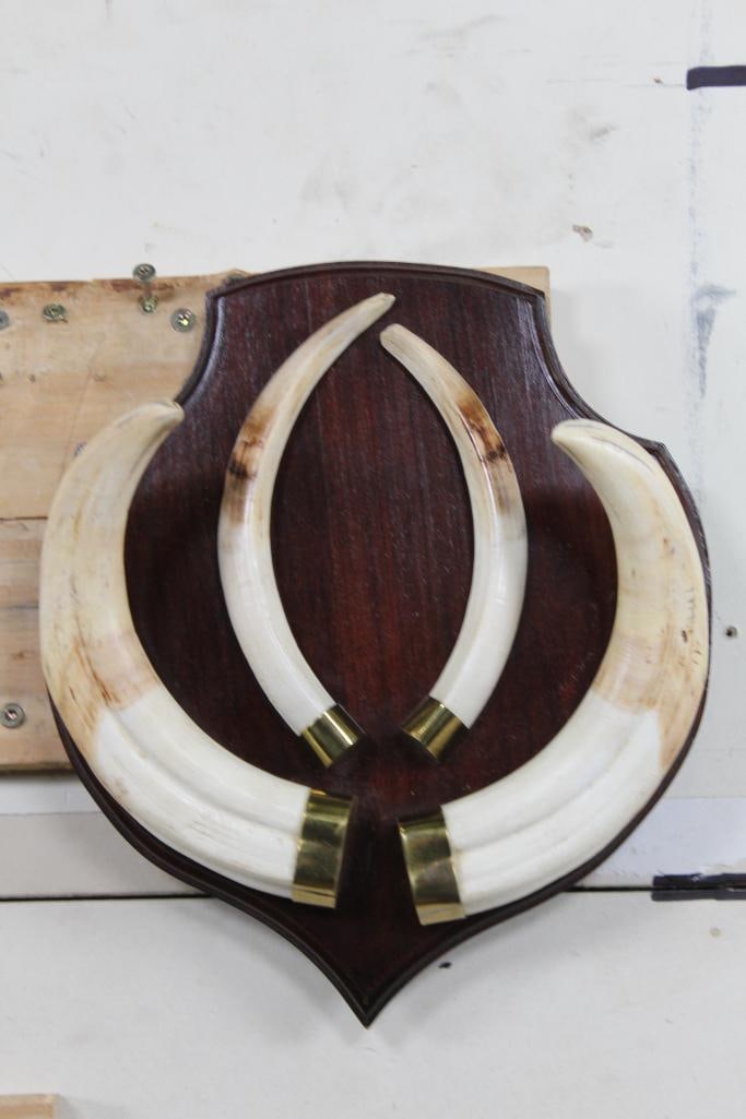 Very Nice XXL Set of WARTHOG Tusks (1 of 5)