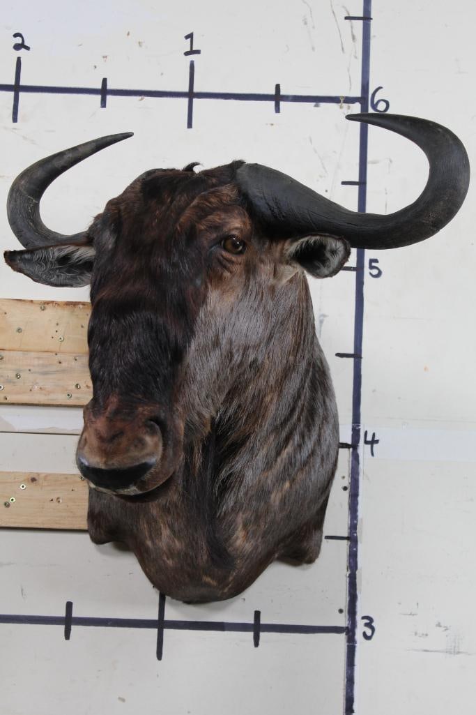 WILDEBEEST Shoulder Mount taken in 2007 (1 of 10)