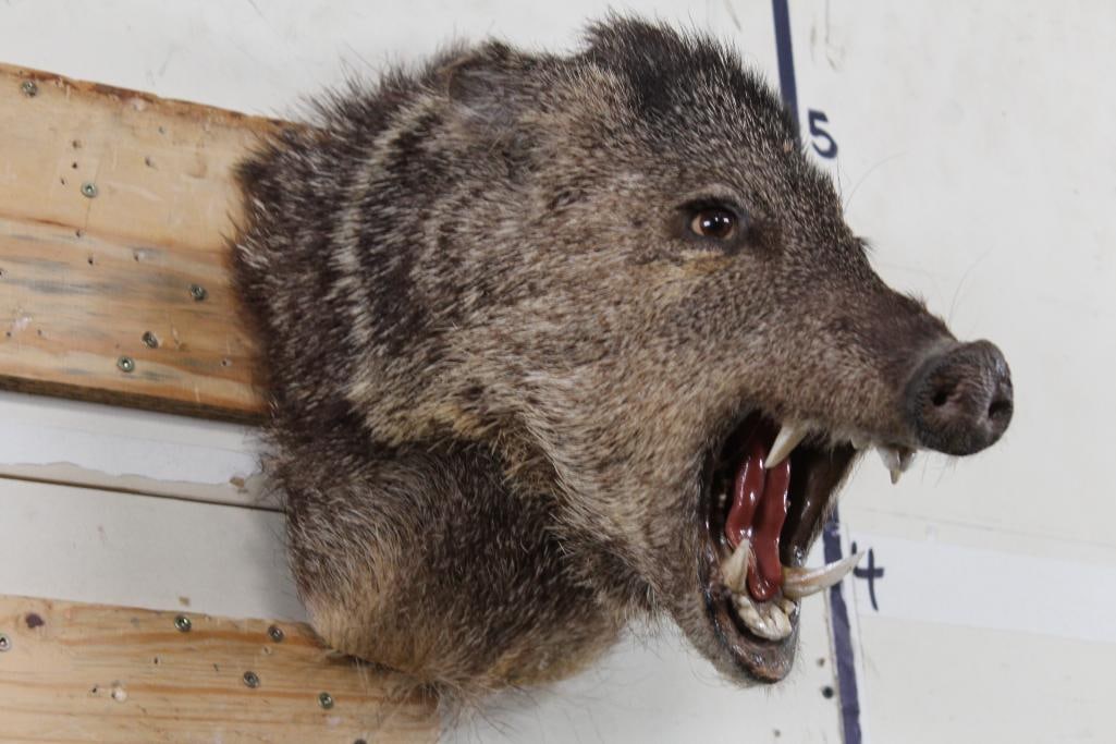 JAVELINA Shoulder Mount (1 of 8)