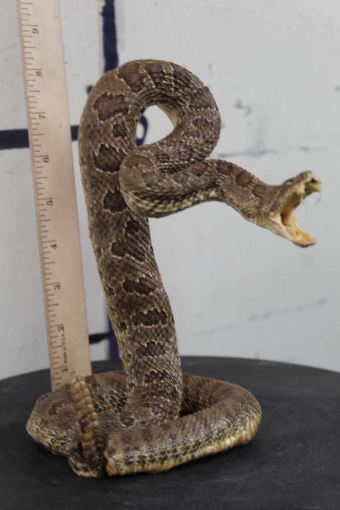 NEW Life-sized Striking Prairie RATTLESNAKE Mount (1 of 7)