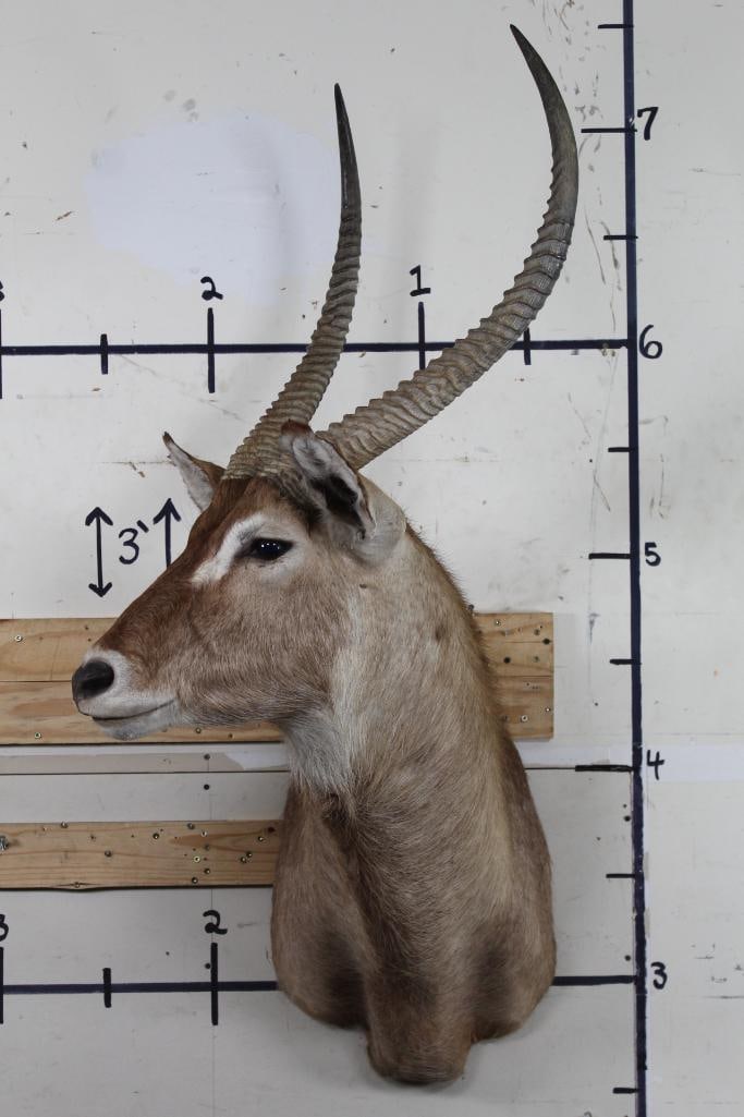 WATERBUCK Shoulder Mount (1 of 12)