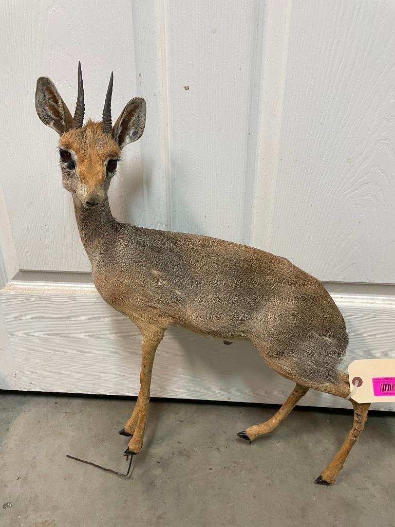 Rare, Life-sized GUNTHER'S DIK DIK with TROPHY Size 3.25" Long Horns (1 of 5)