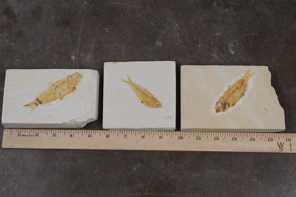 3 Nice FISH FOSSIL Plate Specimens from Morocco. Weight: 2lbs 10oz. All for one price. (1 of 6)