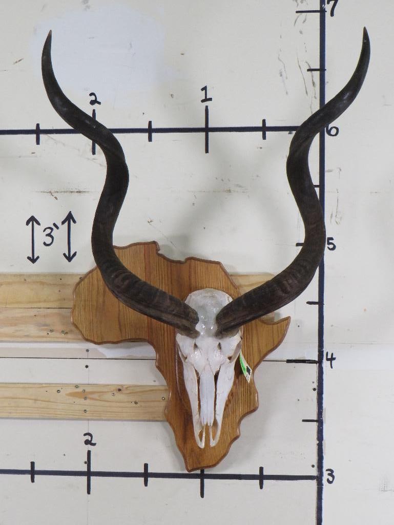 Nice KUDU SKULL on Africa Shaped Wooden Plaque. Fixed Horns (non removable) (1 of 8)