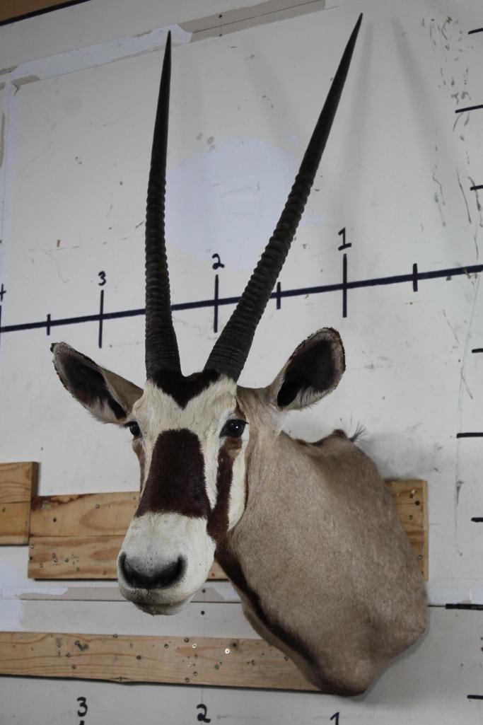 Big GEMSBOK Shoulder Mount (1 of 12)
