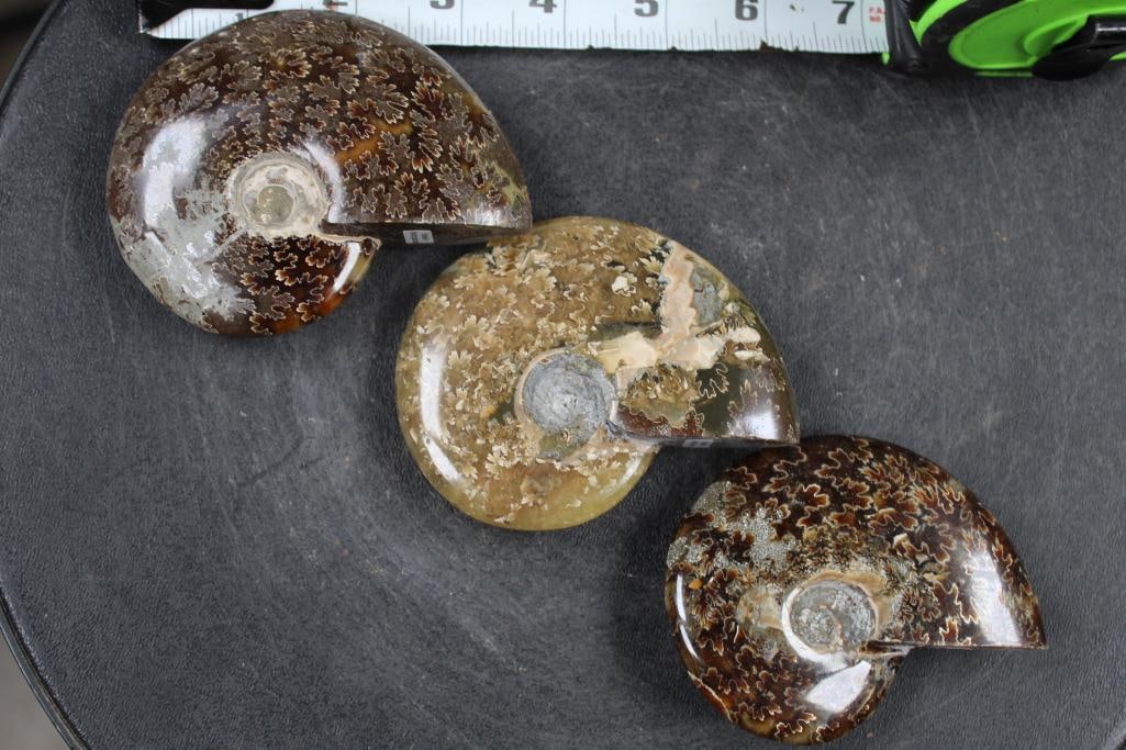 3 Beautiful Polished sutured AMMONITE FOSSILS Total Weight: 1lb 5oz (1 of 9)