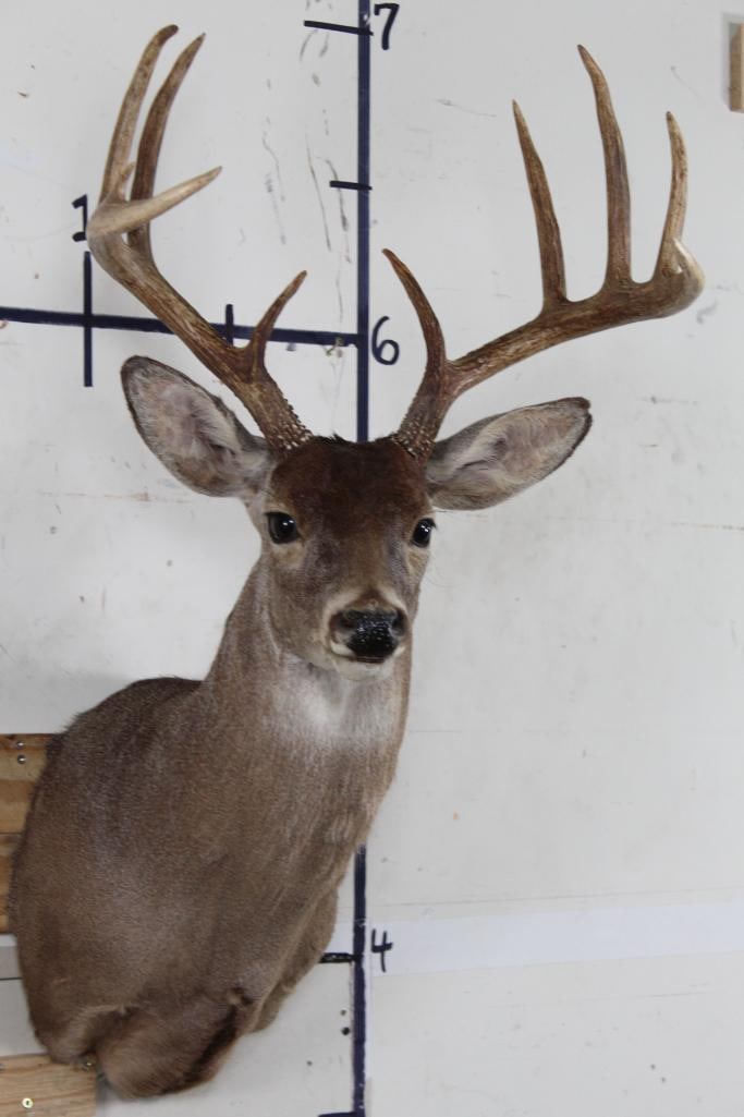 Respectable 11-Point WHITETAIL BUCK DEER Shoulder Mount Looking to the right: 11-Point WHITETAIL BUCK DEER Shoulder Mount gazing off to the right. Very respectable mount with a 19.5" Spread. This 11-Point buck is a prime example of North American Hunting Trophies. TAXIDERMY