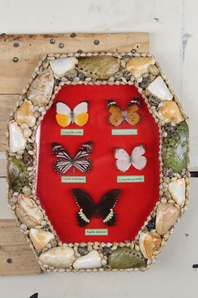 5 Butterflies w/Scientific Name Labels. Preserved in a Shadowbox Frame w/Seashells: 5 Butterflies with Scientific Name Labels, preserved in a 13"Tall x 11"Wide Shadowbox Frame. Adorned with Seashells. "Catopsilla scylla", "Danaus chryssipus", "Anosia melanipus", "Catopsilla