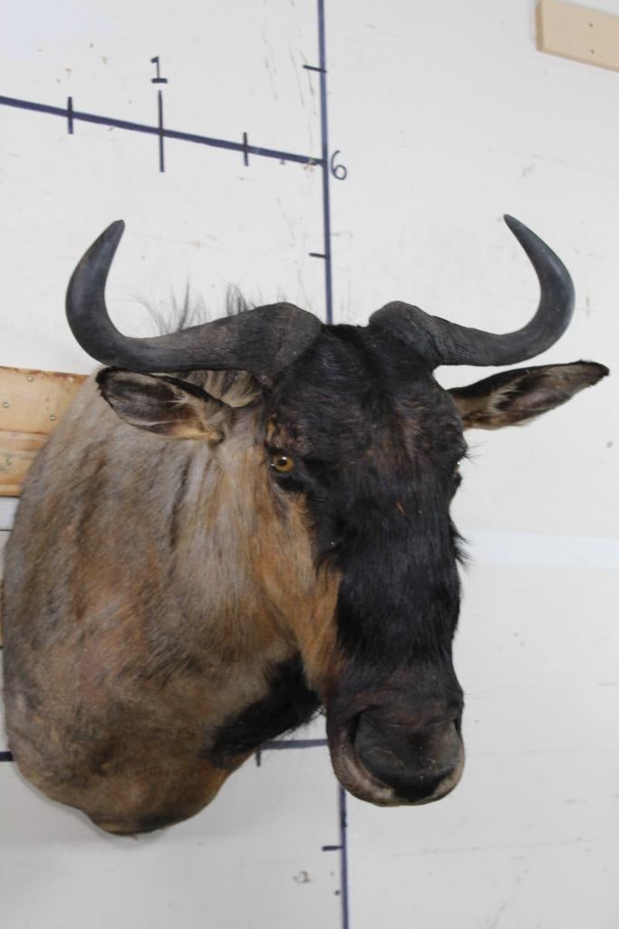 WILDEBEEST Shoulder Mount: Older WILDEBEEST Shoulder Mount with a 24.5" Spread. TAXIDERMY