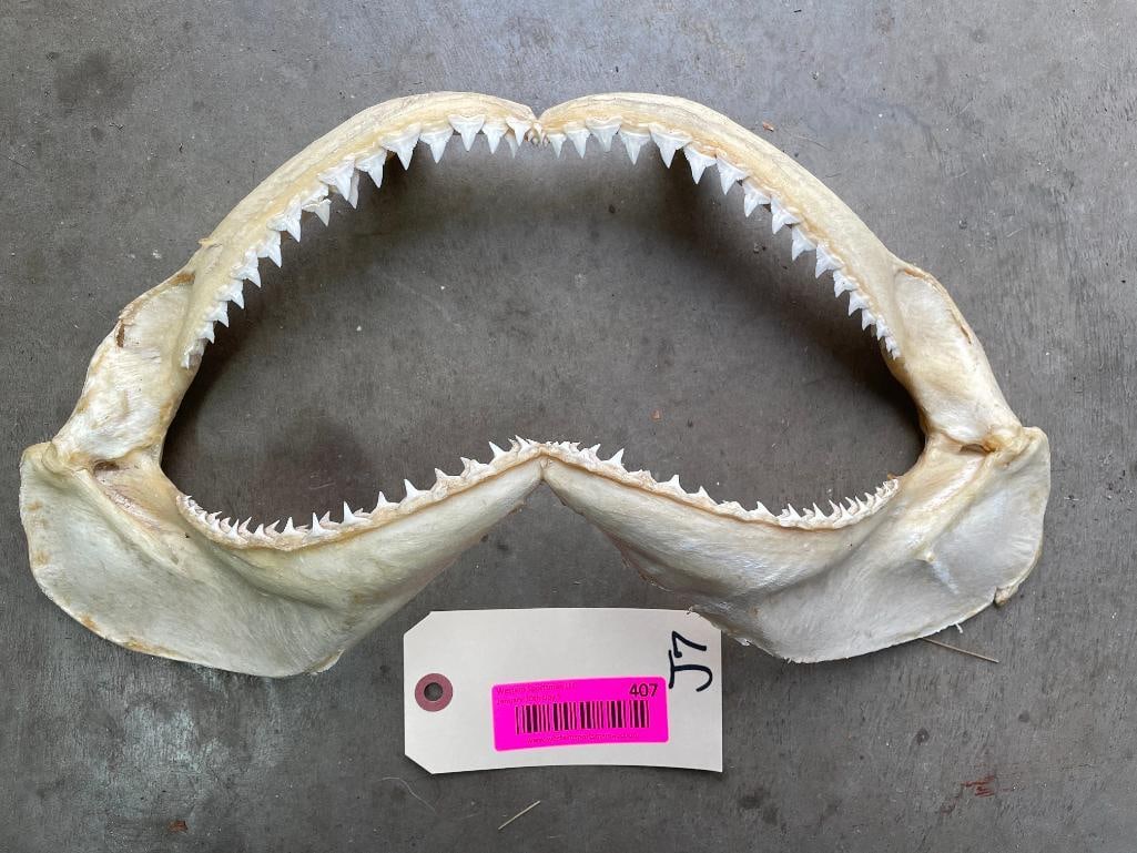 BIG set of SHARK JAWS with Rows of Razor sharp teeth: Big set of SHARK JAWS measures 15" Long x 7" Wide. NAUTICAL DECORATIVE TAXIDERMY