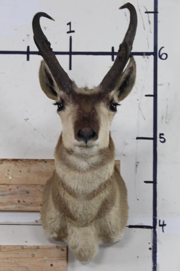 PRONGHORN Shoulder Mount (1 of 11)