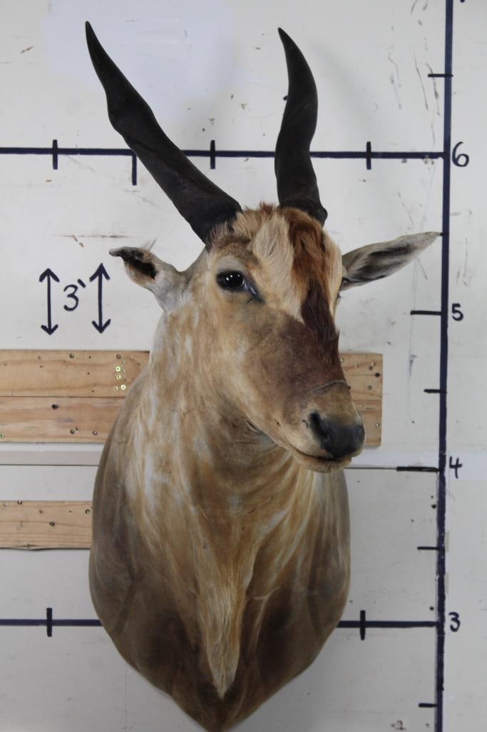 ELAND Shoulder Mount (1 of 12)