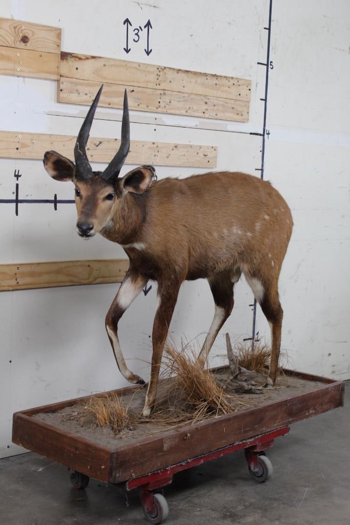 Life-sized BUSHBUCK Mount: Older Life-sized BUSHBUCK Mount. Base is 47"Long x 18.5"Wide. The Base is complete with decorative grass and dirt. The Cape Bushbuck is a medium-sized bushland-dwelling species of antelope in sub
