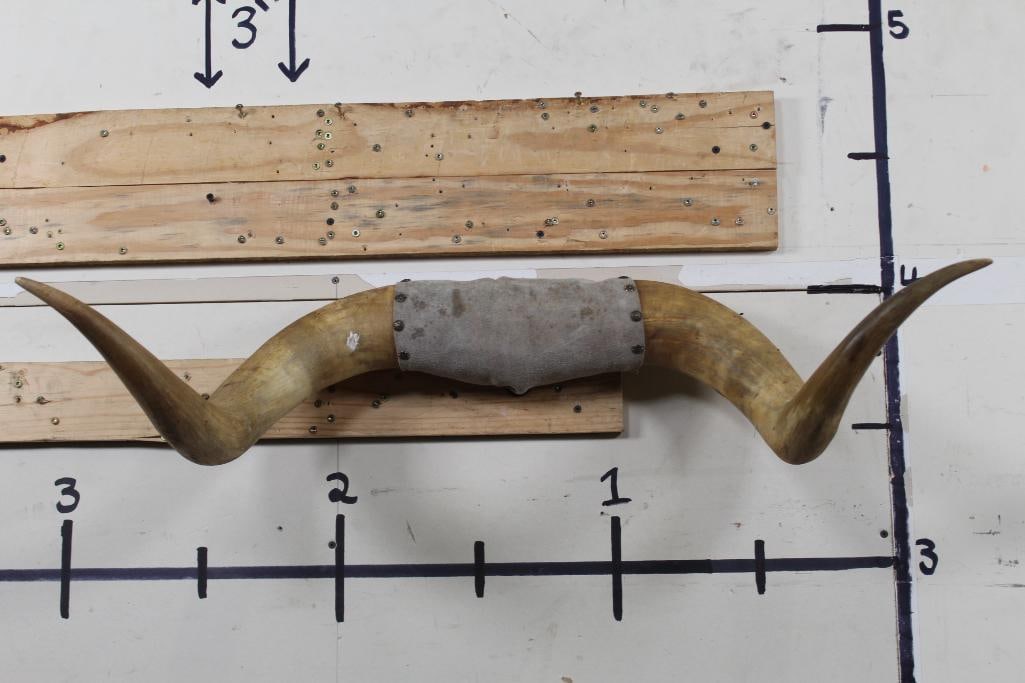 Old set of Mounted STEER HORNS (1 of 6)
