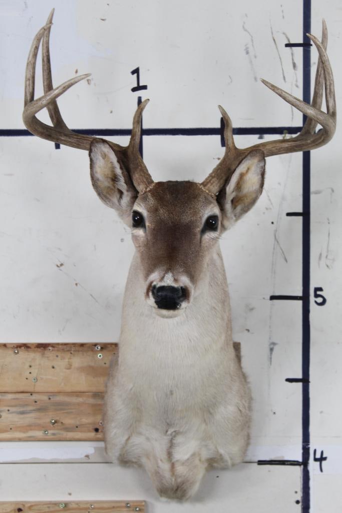 Older 8-Point WHITETAIL BUCK DEER Shoulder Mount with a 19.25" Spread: Older 8-Point WHITETAIL BUCK DEER Shoulder Mount with a 19.25" Spread. TAXIDERMY