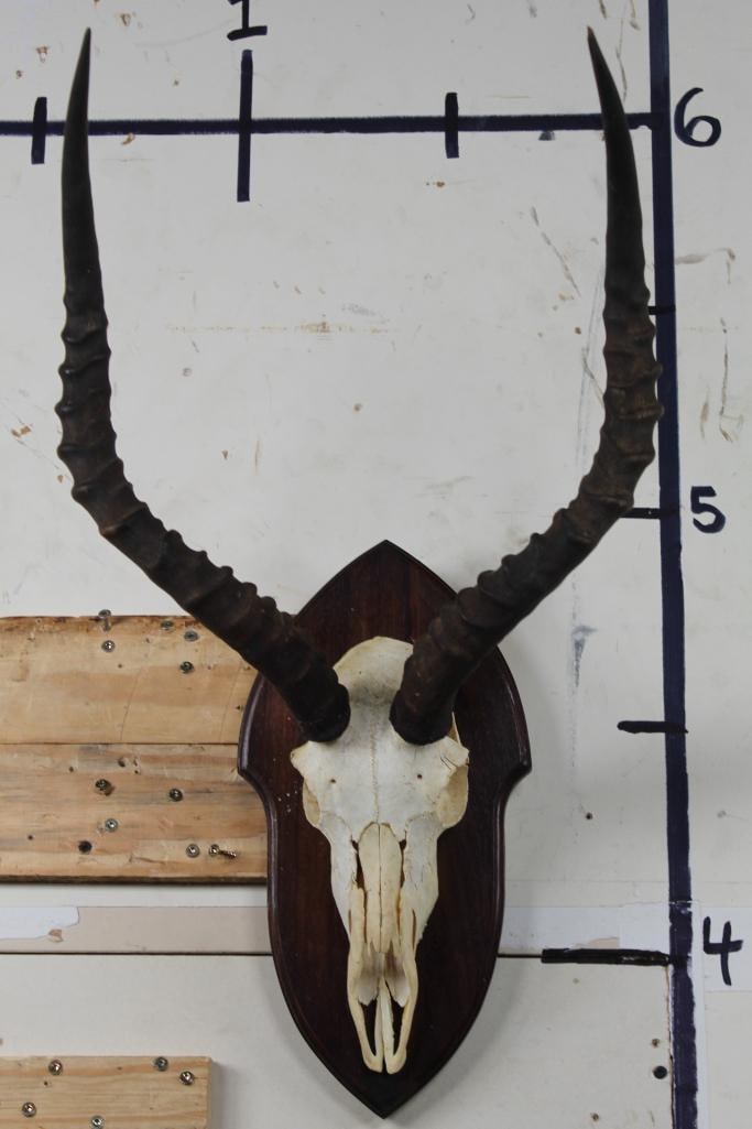 IMPALA Skull Euro Mount on Wooden Plaque (1 of 8)