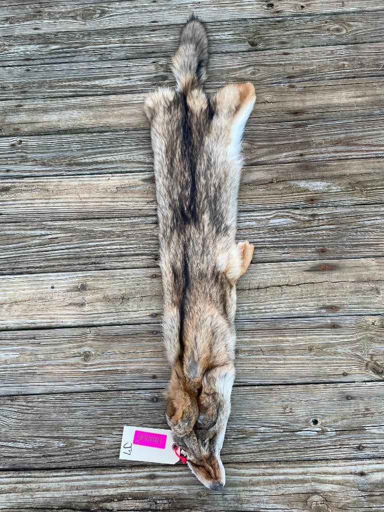 *NEW* Soft tanned COYOTE Hide/Skin/-Great Fur: COYOTE hide/skin measures 53" Long. Great log cabin taxidermy decor. DECORATIVE TAXIDERMY