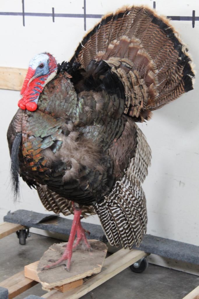 Life-sized Strutting TURKEY on Bolts with NO BASE. Approx. 8.5"L Beard: This life-sized TURKEY is ready to strut home to you. His Beard is approximately 8.5" Long and is secured on Bolts with NO BASE. Sourced and cut from a diorama. TAXIDERMY