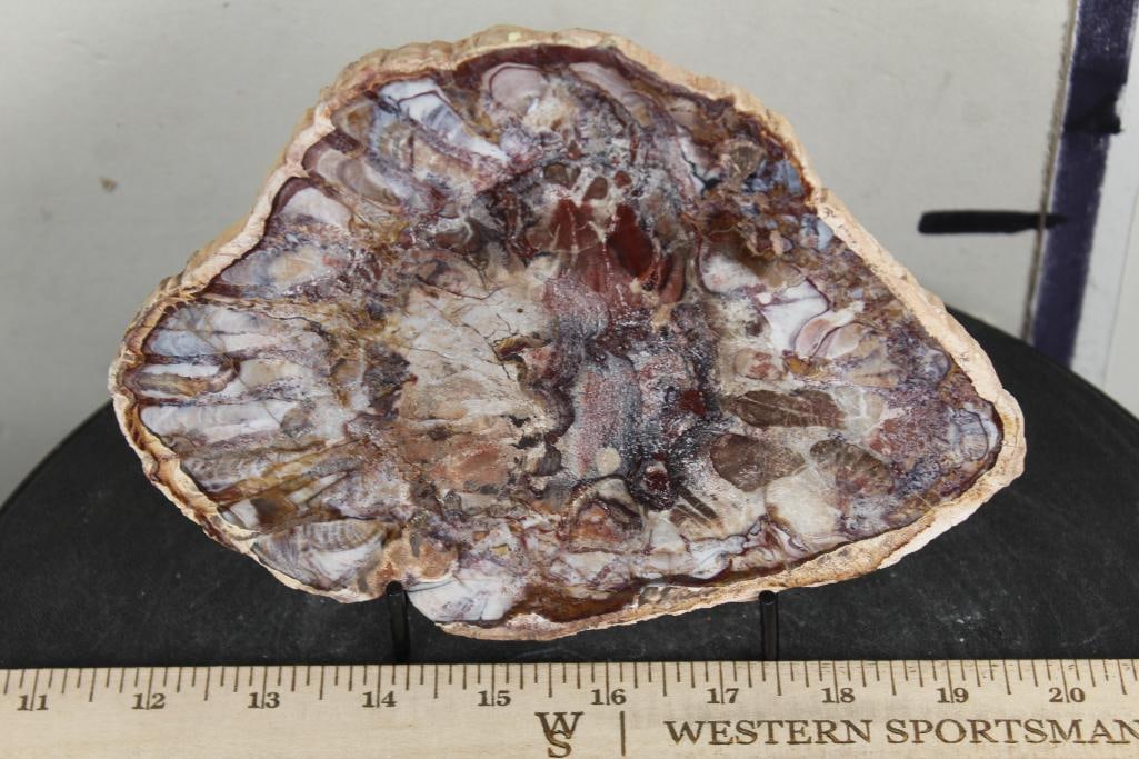 Polished Petrified or Agatized Wood Slab Slice from Madagascar. Wt: 1lb 5oz (1 of 5)