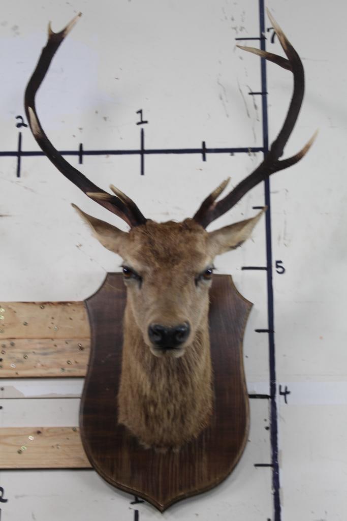 9-Point RED STAG Shoulder or Neck Mount on a Wood Plaque (1 of 13)