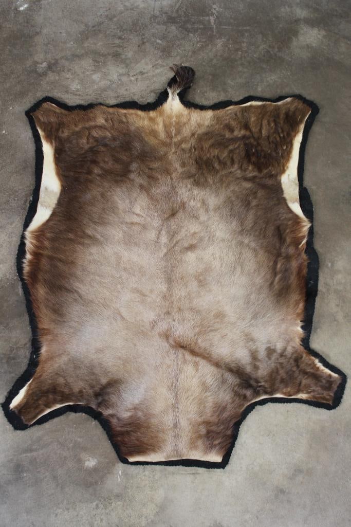 Vintage BLESBOK HIDE with Tail and Black Felt: Vintage BLESBOK HIDE with Black Felt underneath. Measures 46"Long x 36"Wide. TAXIDERMY 