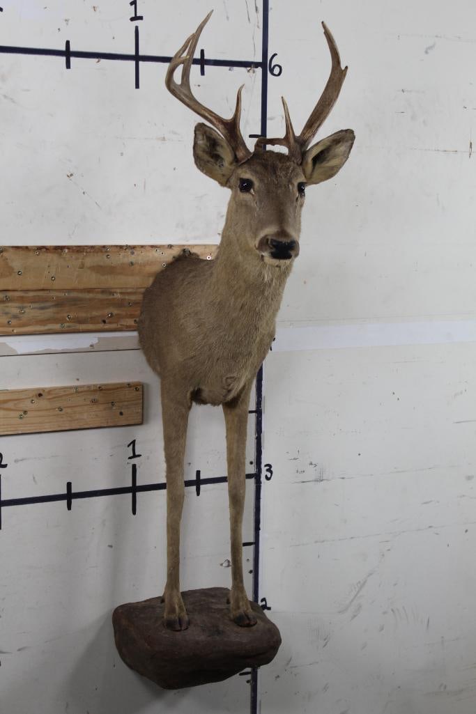 Old Half Body 8-Point WHITETAIL BUCK DEER Mount: Older Half Body 8-Point WHITETAIL DEER Mount on Reproduction Rock Stand. TAXIDERMY