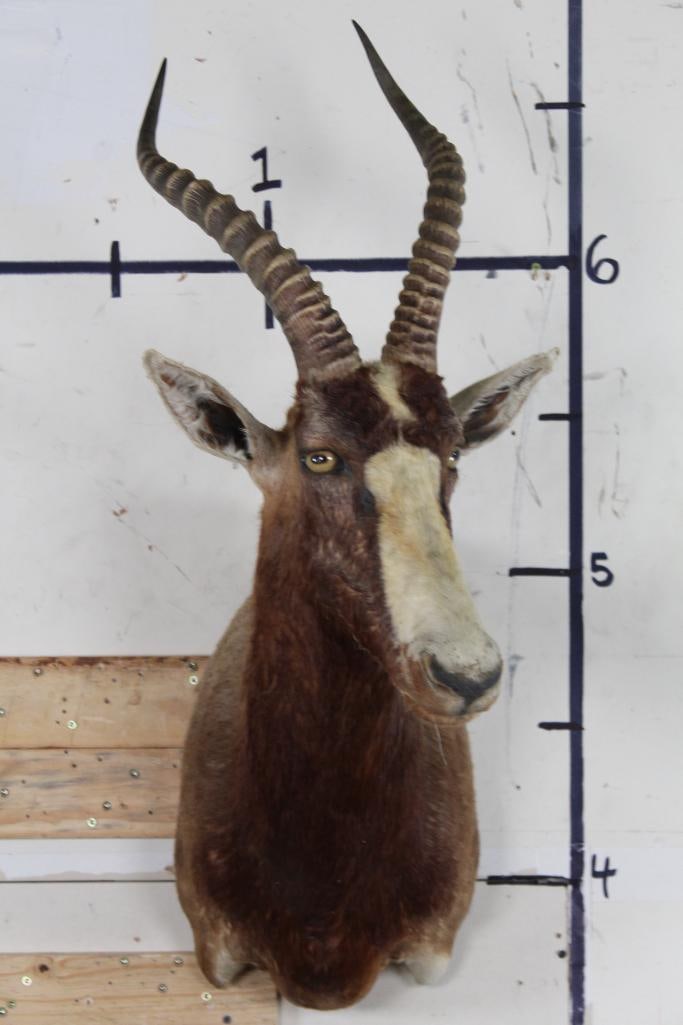 BLESBOK Shoulder Mount (1 of 11)