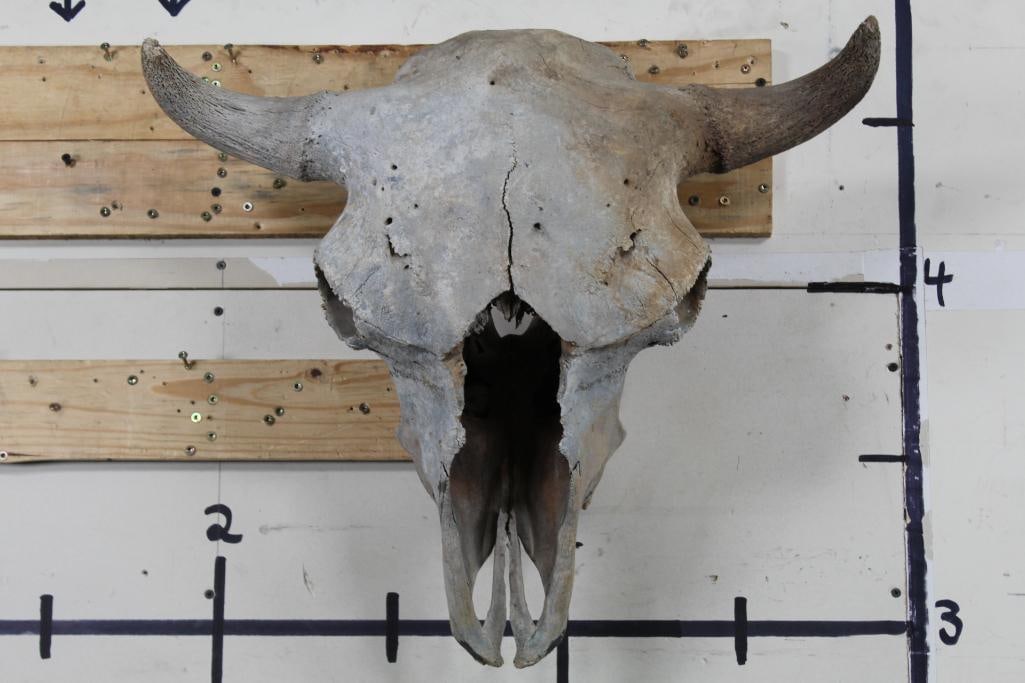 Weathered North American BUFFALO/BISON Skull with No Horn Caps (1 of 7)