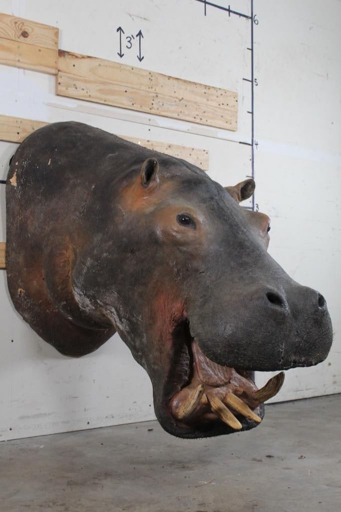 HIPPOPOTAMUS Shoulder Mount with Real Skin and Tusks (1 of 13)