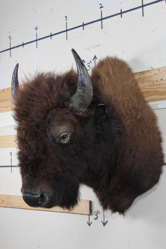BUFFALO/BISON Shoulder Mount (1 of 16)