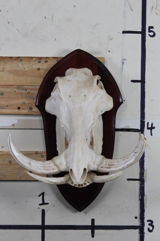WARTHOG SKULL On a Wooden Plaque: Nice WARTHOG Skull with Tusks on a beautiful wood plaque. The Right and Left Upper Tusk measure approx. 9" Long each. The Right Lower tusk measures approx. 5.5" Long. The Left Lower tusk measures appr