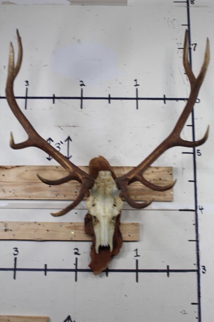 12-Point ELK Skull Euro Mount (1 of 9)
