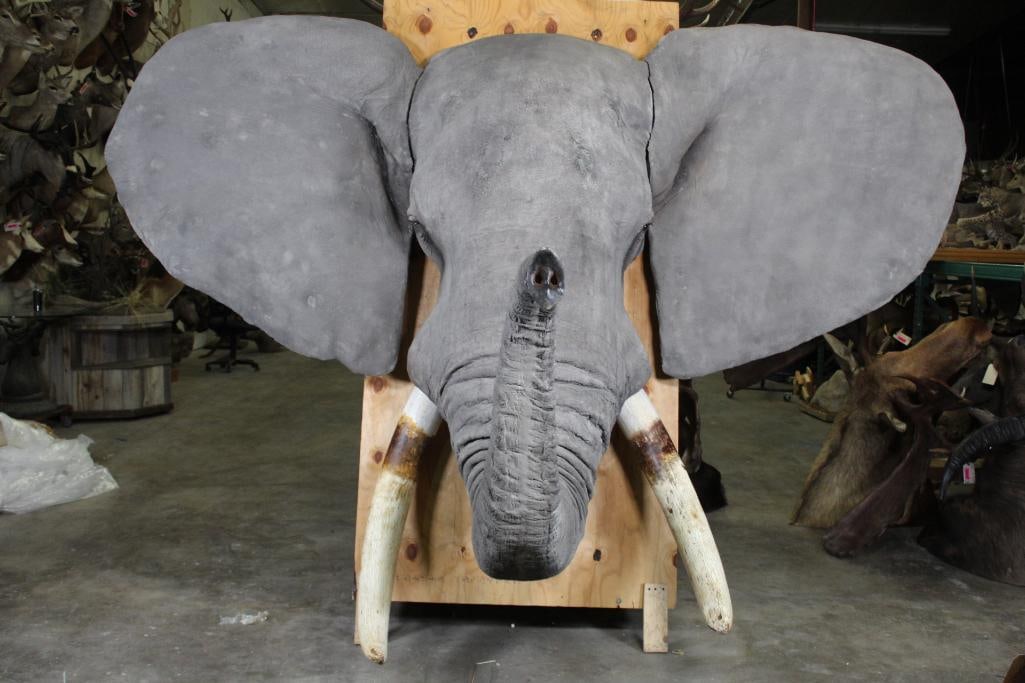 Real Skin ELEPHANT Head Mount with Reproduction Tusks and Ears in Very Good Condition (1 of 6)