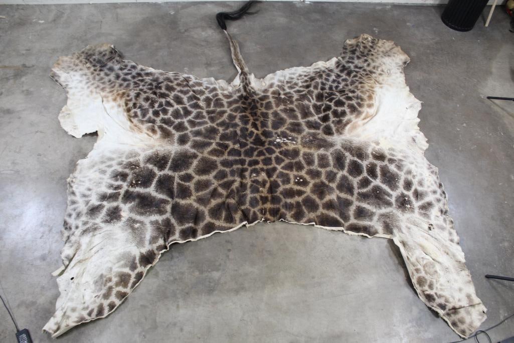 Nice and Clean GIRAFFE Back Hide (1 of 13)