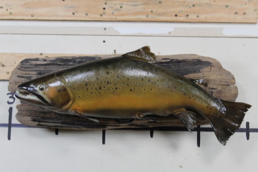 BIG Real Skin BROWN TROUT on a wood wall hanger (1 of 12)