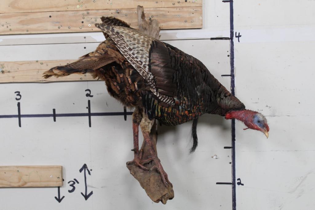 Life-sized TURKEY on a wooden branch wall hanger (1 of 9)