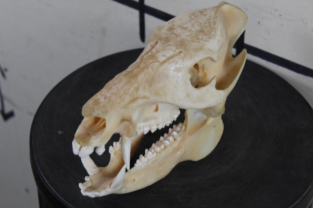 Nice JAVELINA Skull with all its Teeth and Glued Jaw: This Nice JAVELINA Skull has ALL its Teeth and a glued jaw. It measures 9.25" Long x 4 1/8" Wide. TAXIDERMY