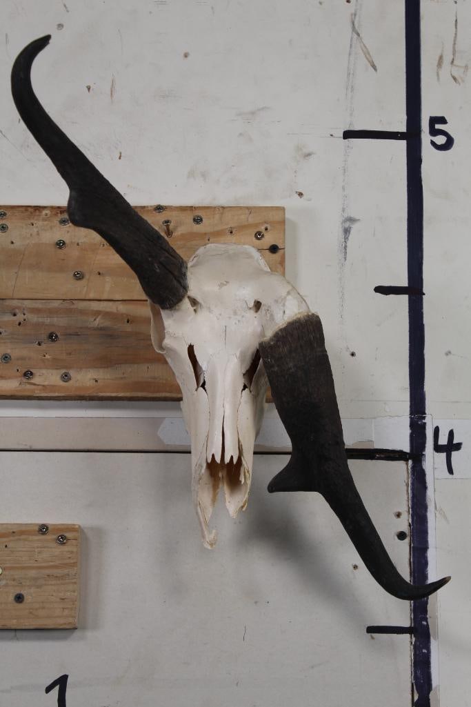 Absolute Freak PRONGHORN Skull with Horn Deformity: This PRONGHORN Skull is definitely a FREAK or Oddity. It has All but one tooth. Half of the nose cone is missing. ODDITIES and CURIOSITIES TAXIDERMY