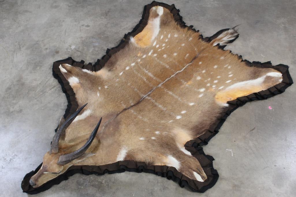 *Rarely Seen* BUSHBUCK Rug with its Mounted Head and Horns: This rarely seen BUSHBUCK Rug is mounted with its Head and Horns. It is Double Felted with a pad insert. It measures approx. 5'10" Long x 4'5" Wide. It's an older rug in Good Condition. TAXIDERMY
